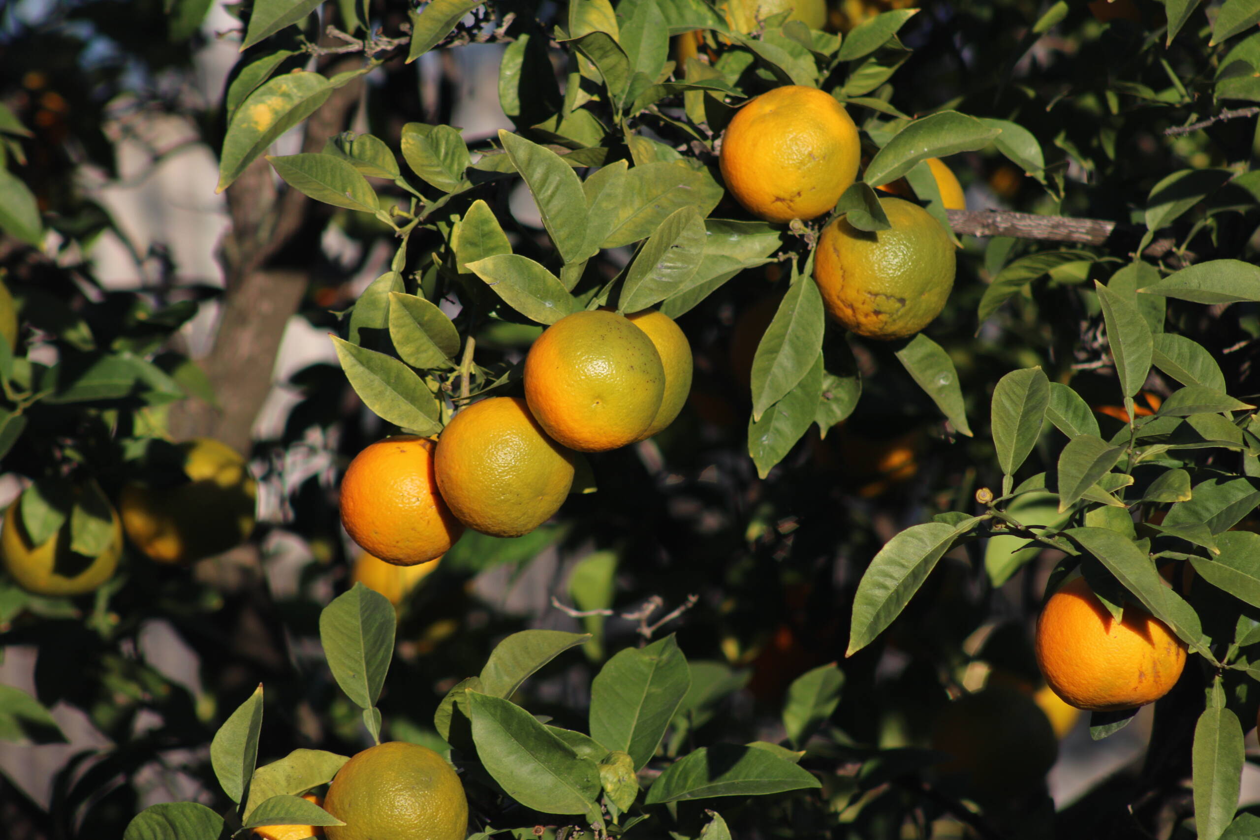 Disruption in Spanish Orange Supply Chain